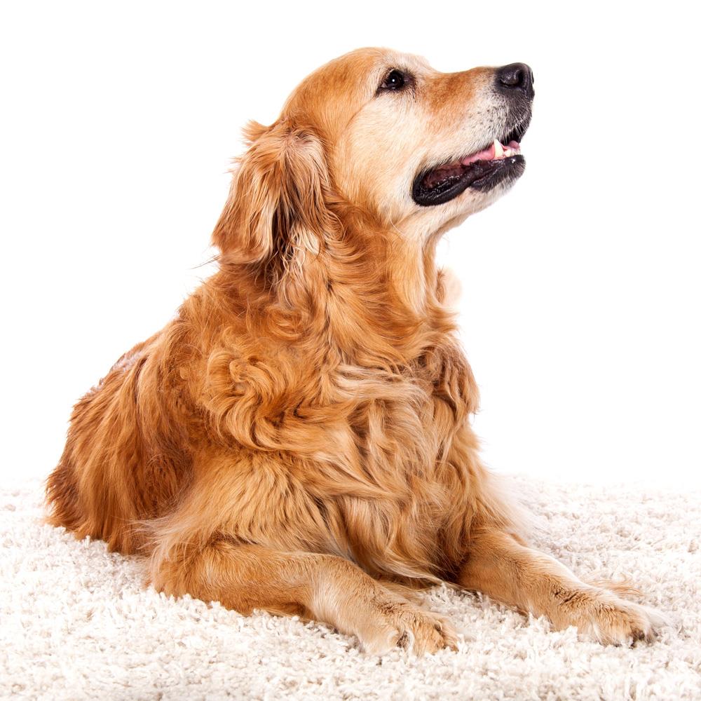 Mikroçip Uygulaması