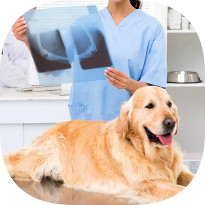 Petklinik Veteriner Kliniği