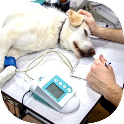 Petklinik Veteriner Kliniği