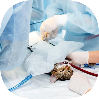Petklinik Veteriner Kliniği