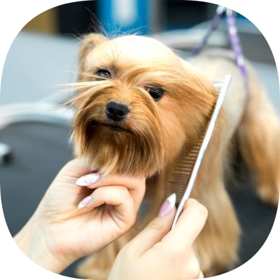 Petklinik Veteriner Kliniği