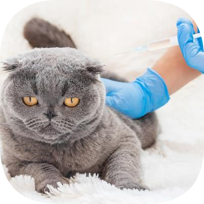 Petklinik Veteriner Kliniği