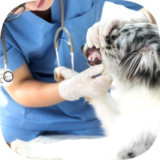 Petklinik Veteriner Kliniği