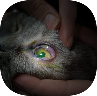 Petklinik Veteriner Kliniği