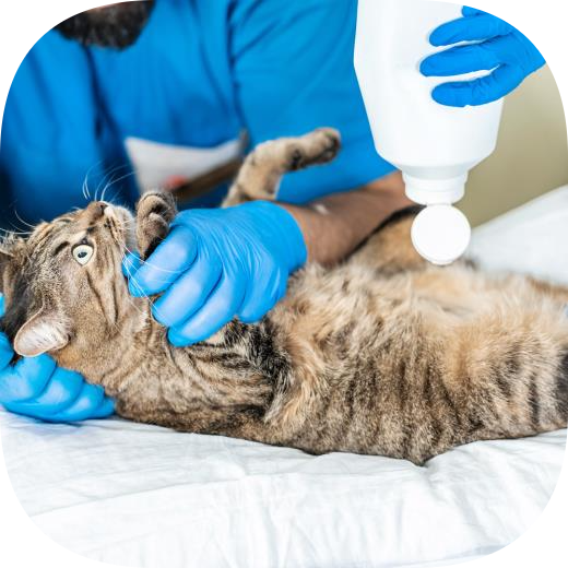 Petklinik Veteriner Kliniği