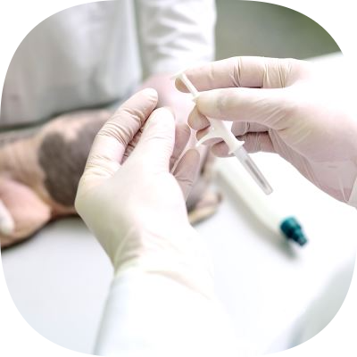 Petklinik Veteriner Kliniği