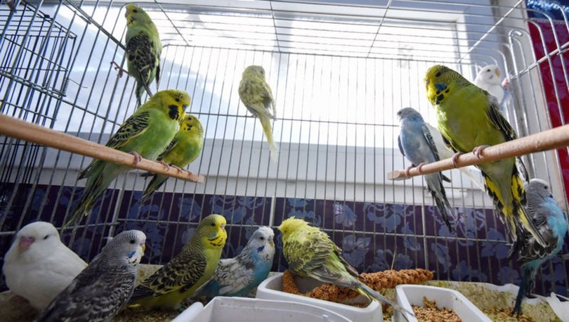 Muhabbet Kuşlarında Yumurta Tıkanması