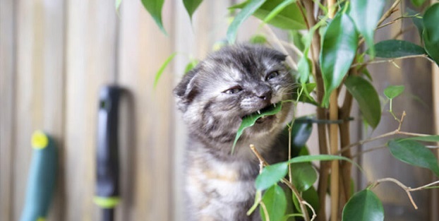 Kediler İçin Zehirli Olan 10 Salon Bitkisi